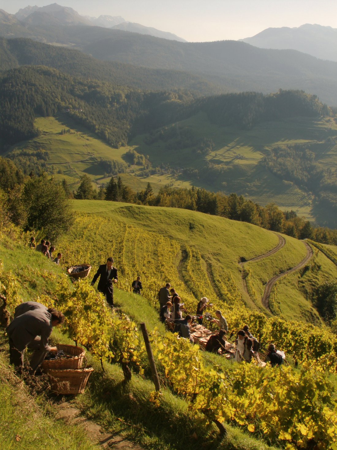 Wine harvest in the alpine foothills