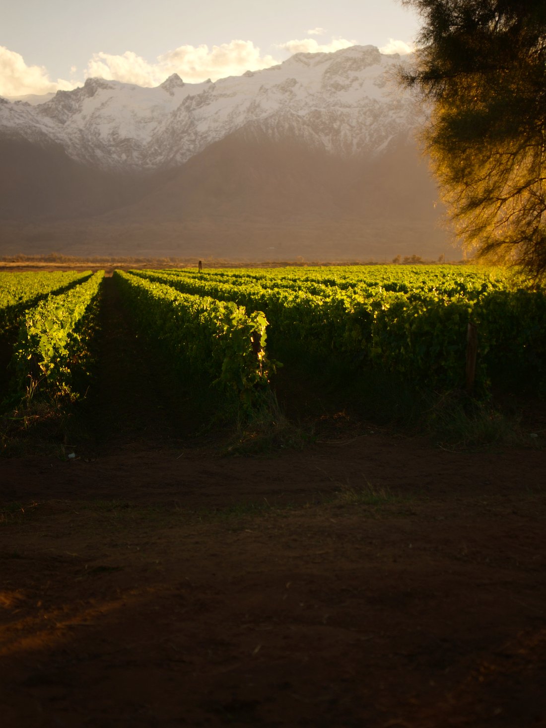 A vineyard in Chile's Maipo valley with the Andes behind